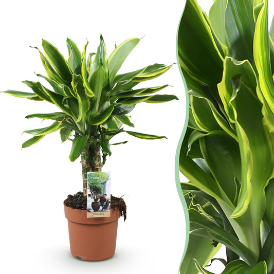 Green boutiQ - Zimmerpflanzen - Dracaena fragrans Golden Coast - Drachenblutbaum - Wenig Pflege - Bunt - 1 Pflanze - Topf 17cm - Höhe 50-55cm 