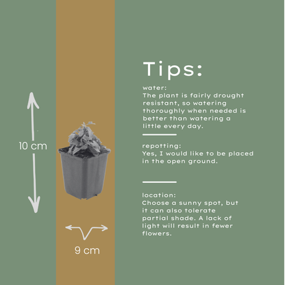 Gänseblümchen Erigeron karvinskianus – 10-25cm – Ø9cm – Langblühende Bodendecker Staude – Ansicht 34