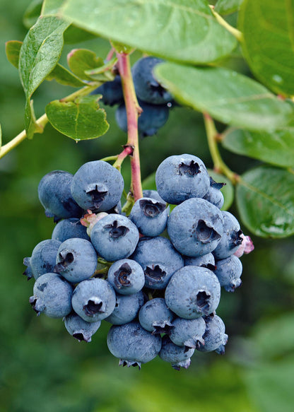 Vaccinium corymbosum 'Reka' – Blaubeere – Ø13cm – ↕45cm – Bio-Anbau – Ertragreiche Heidelbeere 