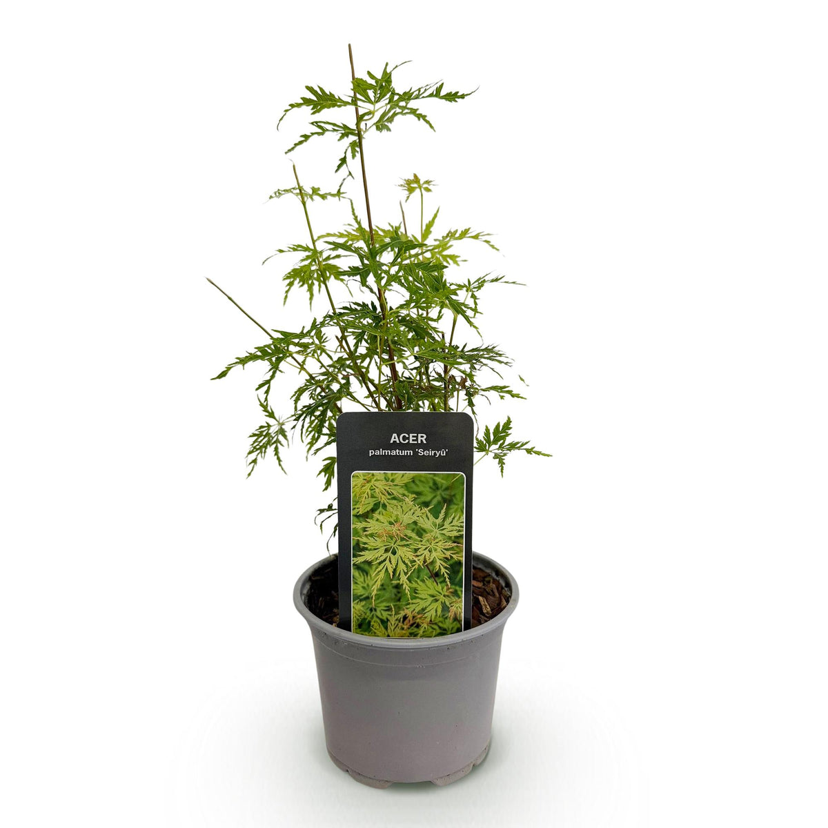 GreenboutiQ - Gartenpflanze - Acer palmatum Seiryu - Grün 1 Pflanze - Laubabwerfend - Wenig Pflege - Topf 12cm Höhe 35cm 