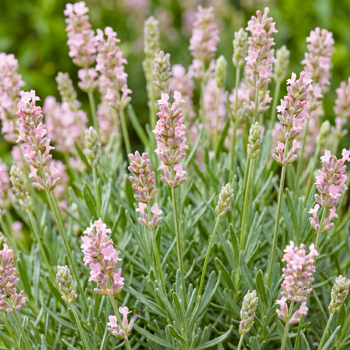 Lavendel 'Rosea' – Lavandula angustifolia 'Rosea' – 6 Pflanzen – Topf Ø11cm – Ansicht 5