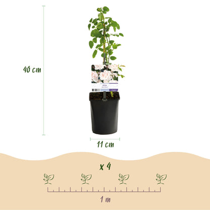 Kletterrose Rosa New Dawn – Zartrosa – Wenig Pflege – 2 Pflanzen – H11cm x 40cm – Duftende, widerstandsfähige Rosen für Garten & Terrasse 