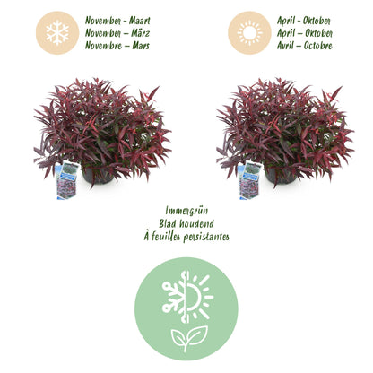 GreenboutiQ - Gartenpflanze - Leucothoe Burning Love - Rot - 2 Pflanzen - Immergrün - Wenig Pflege - Topf 17cm Höhe 45cm 