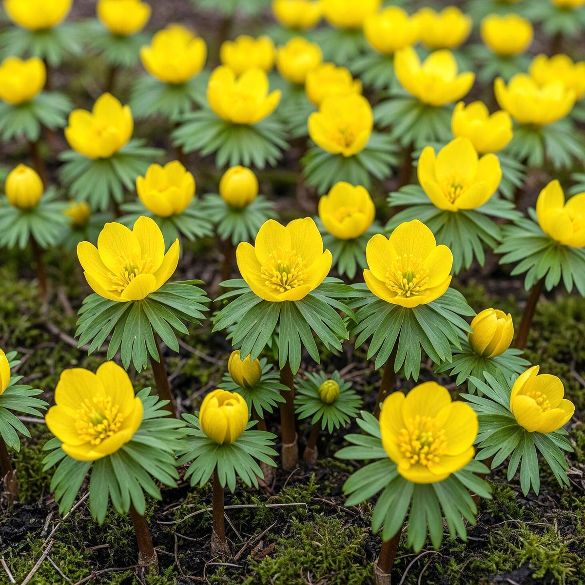 GreenboutiQ - Blumenzwiebeln - Eranthis Cilicica - Farbe Gelb - 25 Stück - Zwiebelgröße 4/5 - XXL Pack 