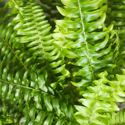 Green boutiQ - Zimmerpflanze - Nephrolepsis exaltata Green Lady - Farn - Haustierfreundliche Pflanze - Grün - 2 Pflanzen - mit Potter Weiß - Topf 12cm - Höhe 25cm 