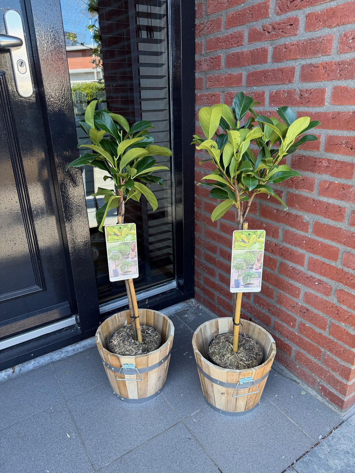 Kirschlorbeer - Prunus laurocerasus Etna – Stamm-Pflanze – Immergrün – Höhe ca. 90 cm – Topf Ø19 cm – Pflegeleicht – Für Terrasse, Balkon & Garten – Dekorativ & robust 