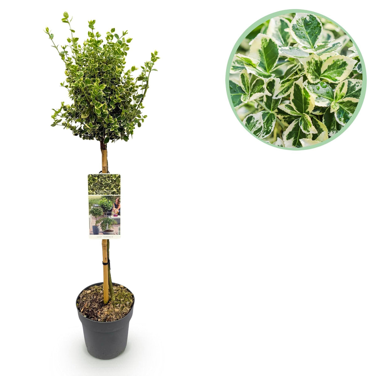 Euonymus fortunei ‘Emerald Gaiety’ – Stamm-Pflanze – Immergrün & winterhart – für Terrasse, Balkon & Garten – pflegeleicht – Ø19cm – Höhe ca. 90cm 