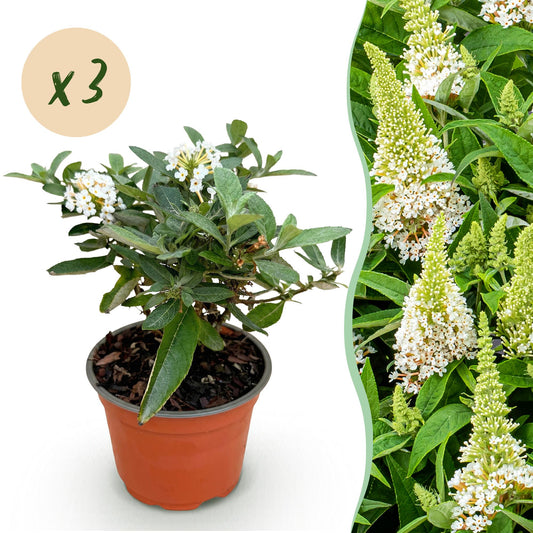 Green boutiQ - Gartenpflanze - Buddleja davidii Butterfly Candy Little White - Schmetterlingsstrauch - Kompakt - Weiß - 3 Pflanzen - Topf 12cm - Höhe 20-25cm 
