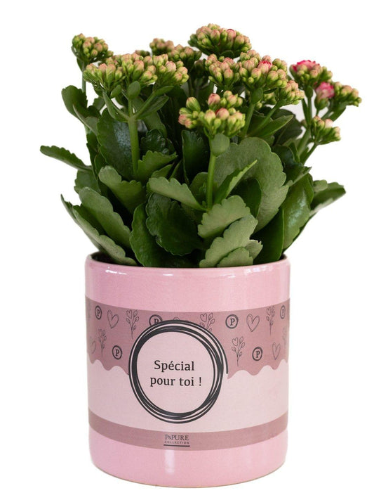 Kalanchoe Pink In P&PURE "SPECIAL POUR TOI" Verpakking - Ø12cm - ↕27cm 