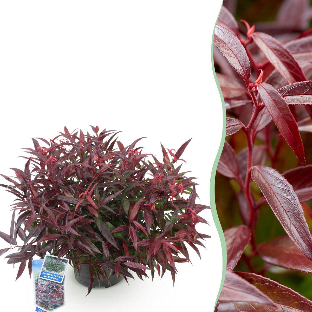 GreenboutiQ - Gartenpflanze - Leucothoe Burning Love - Rot - 1 Pflanze - Immergrün - Wenig Pflege - Topf 17cm Höhe 45cm 