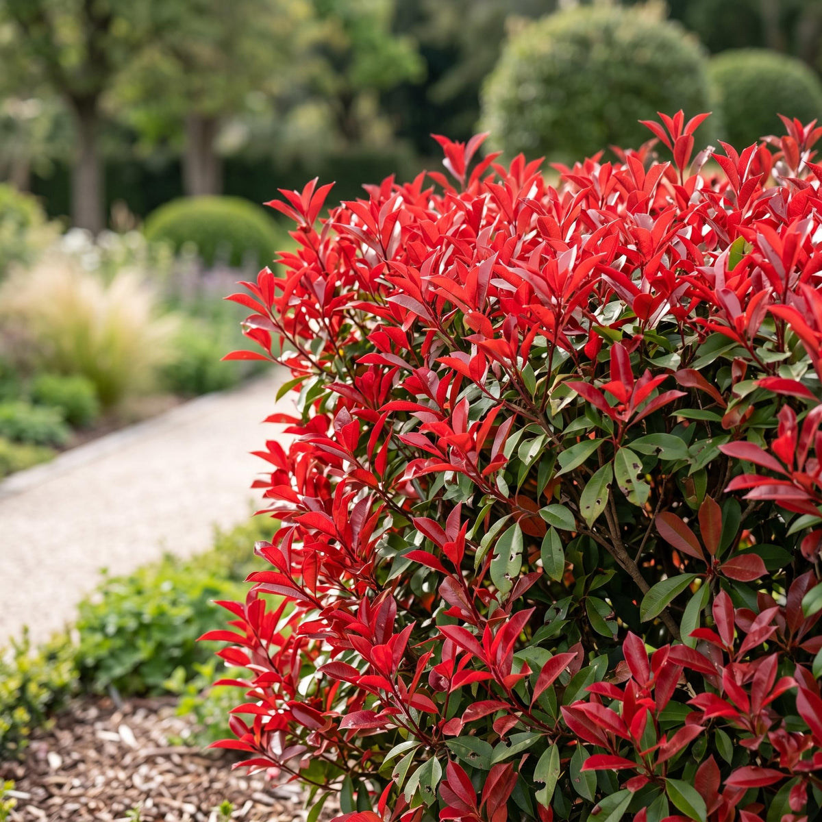 Glanzmispel (kompakt) 'Little Red Robin' – Photinia fraseri 'Little Red Robin' – 40 Heckenpflanzen – Ansicht 5