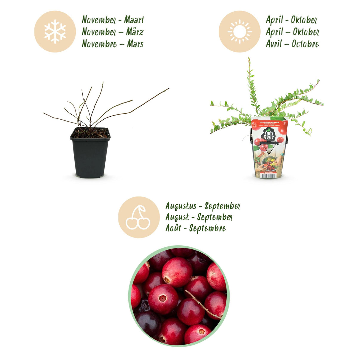 Blaubeerpflanzen Vaccinium macrophylla Early Black winterhart 6 Pflanzen Höhe 35cm Ø9cm – Dunkelrote Beeren – Pflegeleichte Obstpflanze für Garten Balkon & Terrasse 