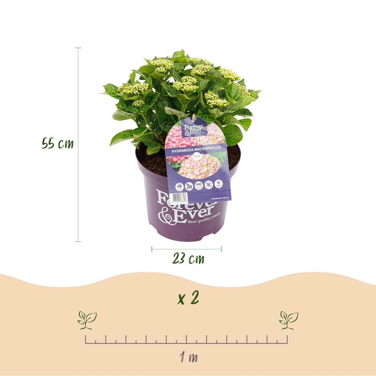 Hortensie Hydrangea macrophylla Forever & Ever Rosa – Balkonpflanze – 7-12 Blüten – Topf 23 cm – Höhe 55 cm – Langlebige Blüten – Für Beet, Terrasse & Balkon 