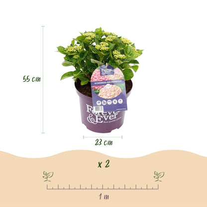 Hortensie Hydrangea macrophylla Forever & Ever Rosa – Balkonpflanze – 7-12 Blüten – Topf 23 cm – Höhe 55 cm – Langlebige Blüten – Für Beet, Terrasse & Balkon 