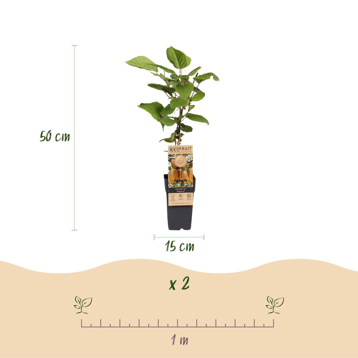 Green boutiQ - Fruit Plant - Actinidia Weiki & Hayward - Kiwi Plant - 1 Male - 3 Female - Plants - Green - Pot 15cm - Height 50cm 