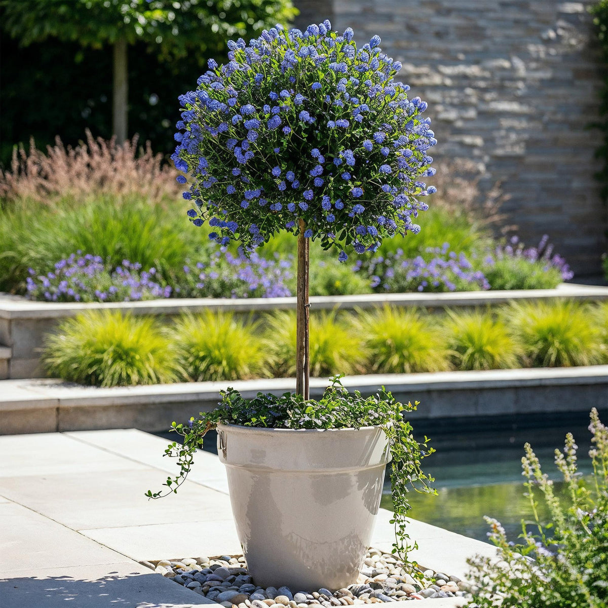 Säckelblume Ceanothus impressus Victoria Ø19cm Höhe90cm – Immergrüne Terrassenpflanze mit lila Blüten – Winterharter Zierstrauch für Balkon & Garten 