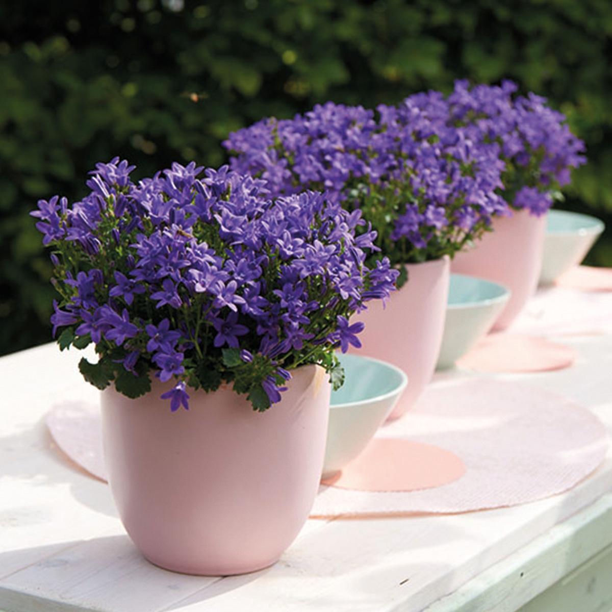 Campanula Addenda Ambella lila 6er Set – Glockenblume violett Topfgröße 12cm – winterhart, lang blühend – Ansicht 11