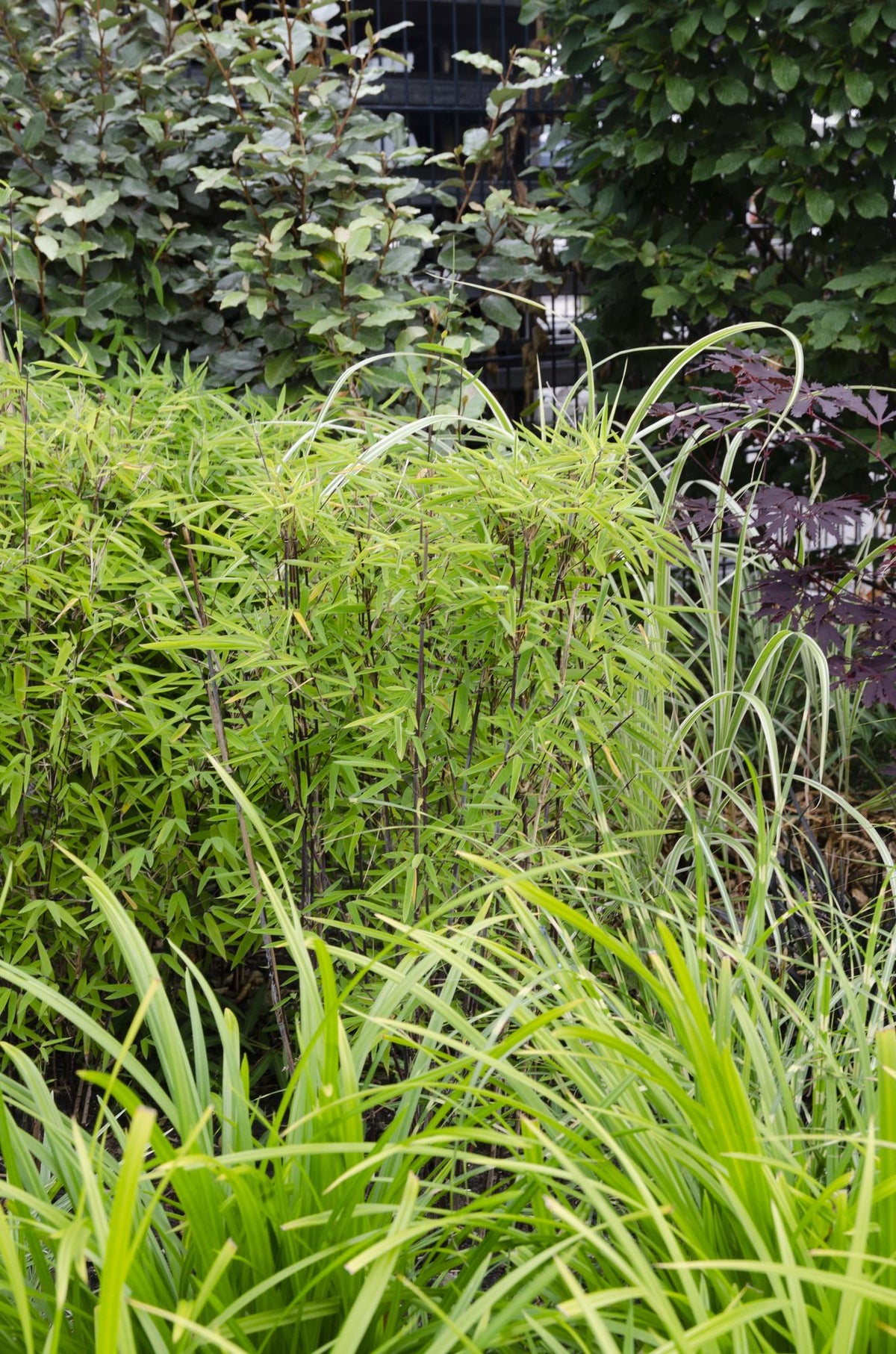 3x - Carex morrowii 'Irish Green' - ↨30cm - Ø14 