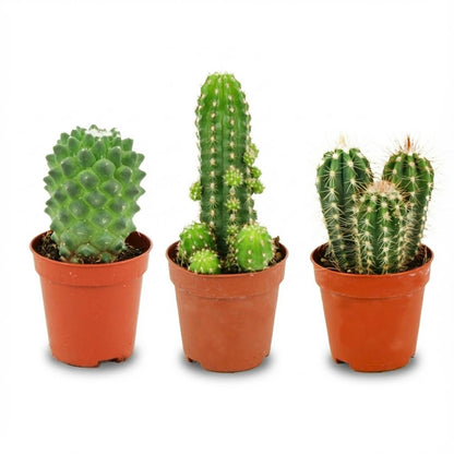 Mini Kakteen Set 3 Pflanzen Ø5,5cm Höhe5–10cm – Pflegeleichte Mini-Kakteen für sonnige Fensterbank – Ideal für kleine Räume & Deko 