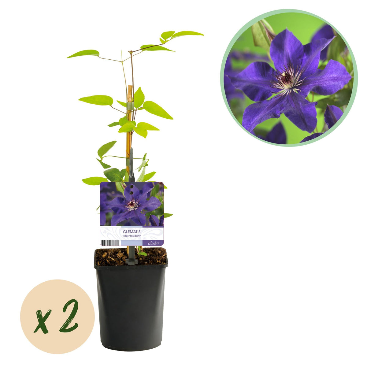 Kletterpflanze Clematis The President – Rosa Blüten – 2 Pflanzen – 11 cm x H40 cm – Bis 3 m – Pflegeleicht – Ideal für Garten, Balkon & Pergola 