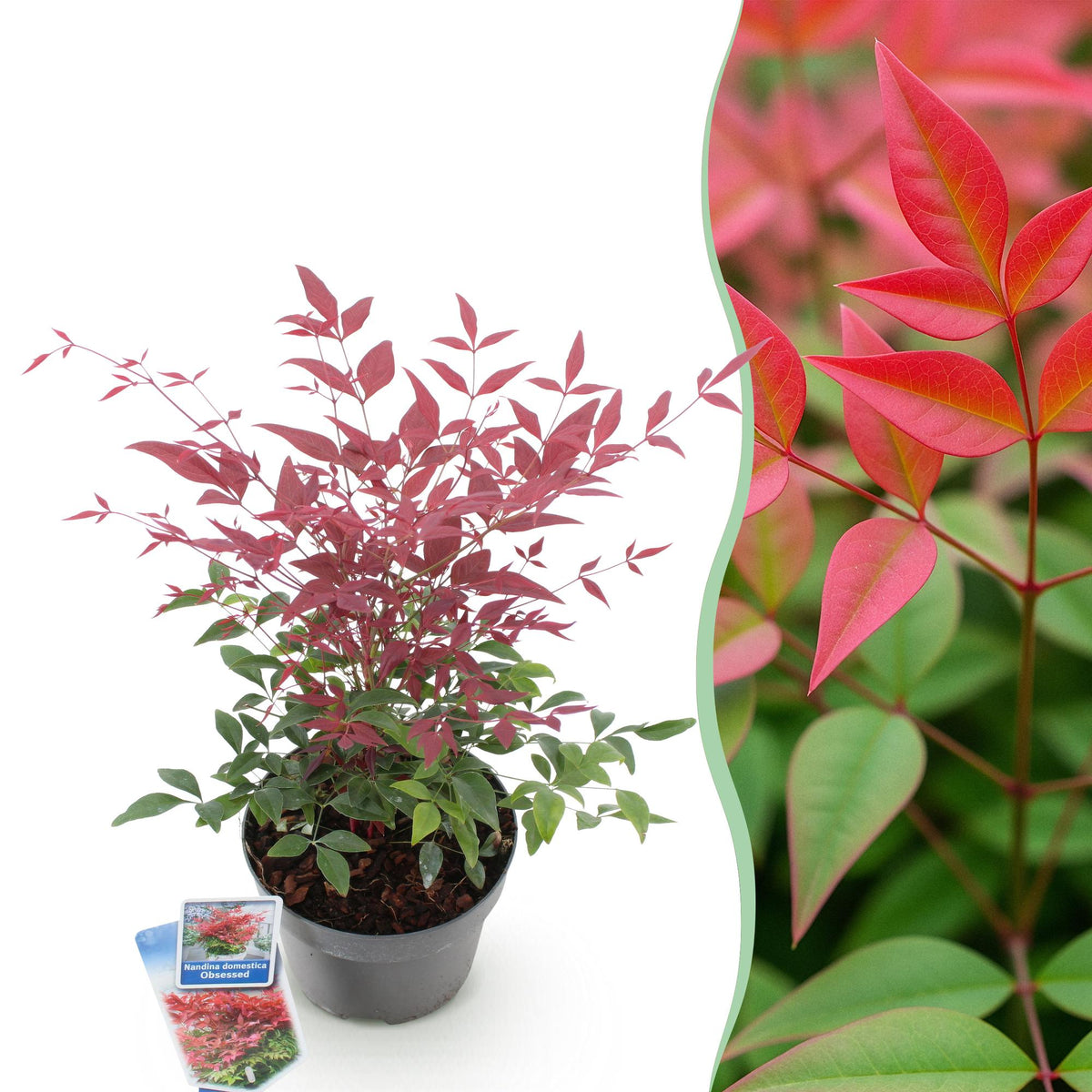 GreenboutiQ - Gartenpflanze - Nandina Obsessed - Rot - 1 Pflanze - Immergrün - Wenig Pflege - Topf 17cm Höhe 45cm 