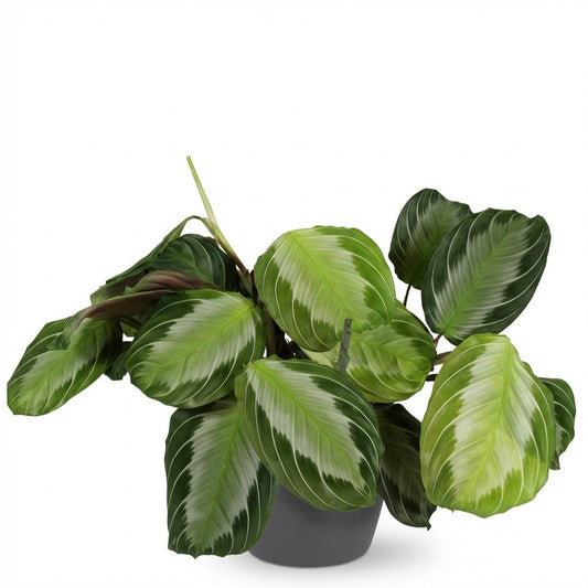 Green boutiQ - Zimmerpflanze - Maranta Fascinator Silverband - Gebetspflanze - Haustierfreundliche Pflanze - Grün - 1 Pflanze - mit Potter Grau - Topf 12cm - Höhe 25cm 
