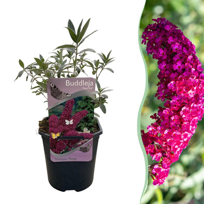 Schmetterlingsstrauch Buddleja davidii Royal Red – Rote Blüten – Laubabwerfend – Schmetterlingsfreundlich – 17 cm Höhe 25 cm 