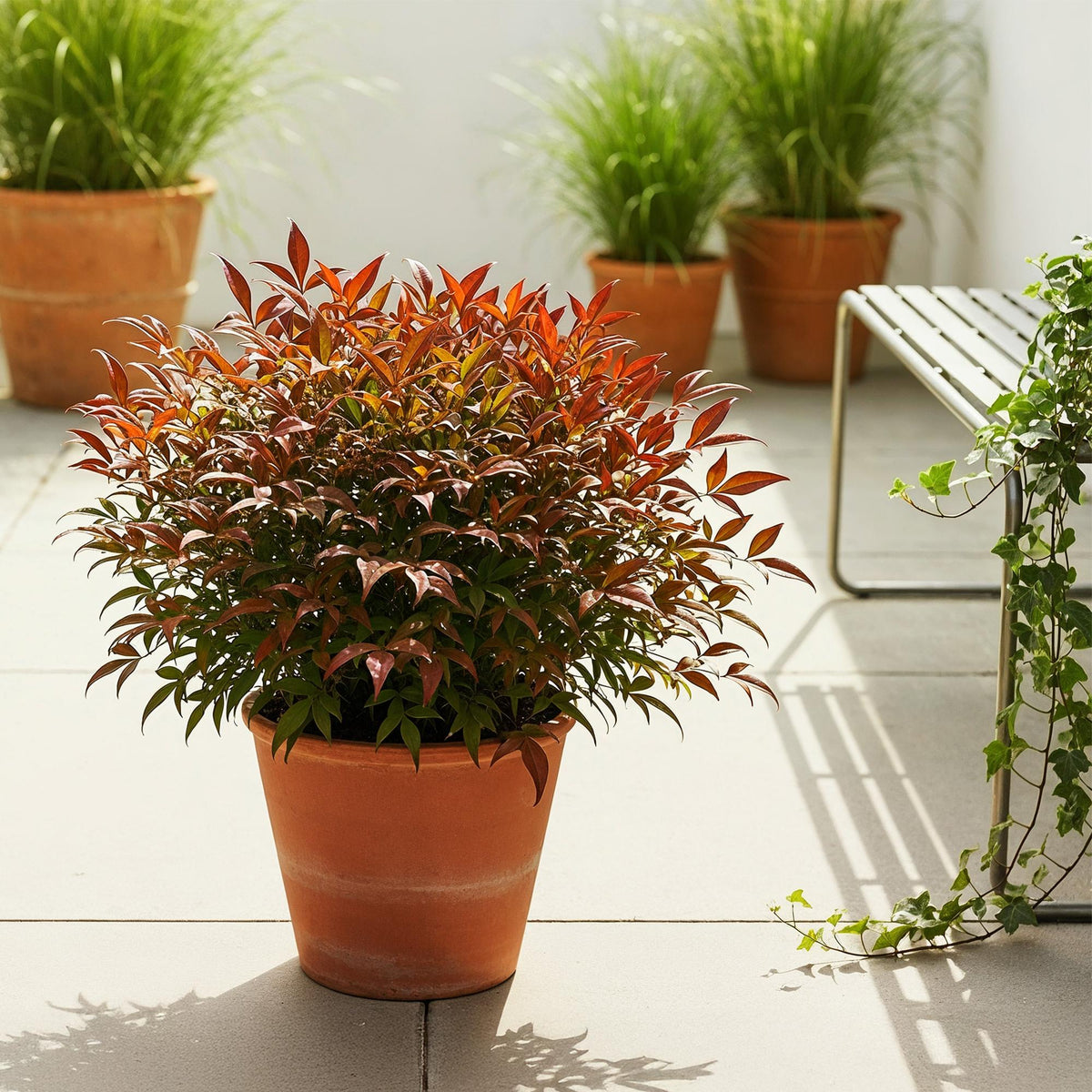 GreenboutiQ - Gartenpflanze - Nandina Gulfstream - Orange - 1 Pflanze - Immergrün - Pflegeleicht - Topf 17cm Höhe 45cm 