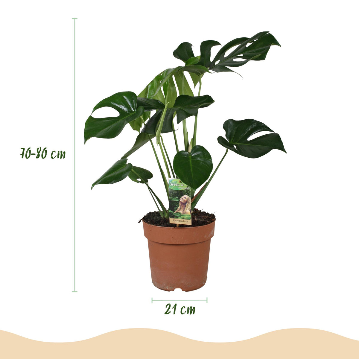 Green boutiQ - Zimmerpflanzen - Monstera Deliciosa - Fensterblatt - Wenig Pflege - Grün - 1 Pflanze - Topf 21cm - Höhe 70-80cm 