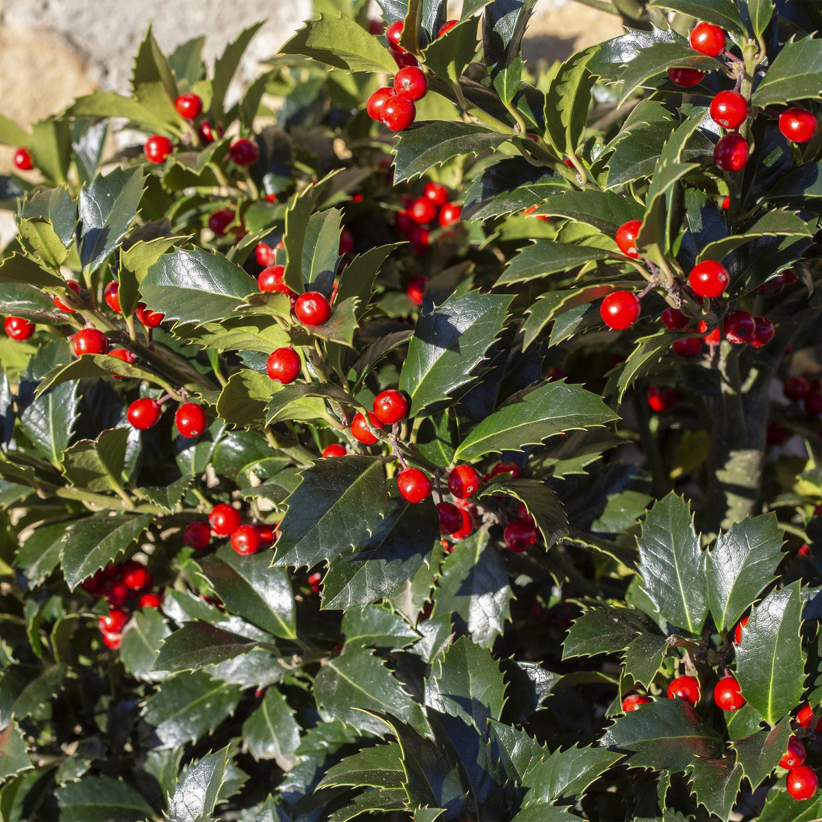 Ilex meserveae 'Blue Maid' – Immergrüne Stamm-Pflanze – Ø19 cm – Höhe ca. 90 cm – Terrassenpflanze & Gartenpflanze – Pflegeleicht & wetterfest 
