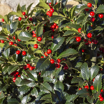 Ilex meserveae 'Blue Maid' – Immergrüne Stamm-Pflanze – Ø19 cm – Höhe ca. 90 cm – Terrassenpflanze & Gartenpflanze – Pflegeleicht & wetterfest 