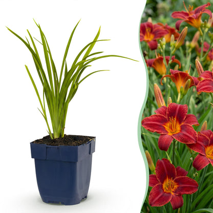 Taglilie 'Autumn Red' – Hemerocallis 'Autumn Red' – Topf Ø11cm – Bienenfreundliche Staude für Garten & Balkon