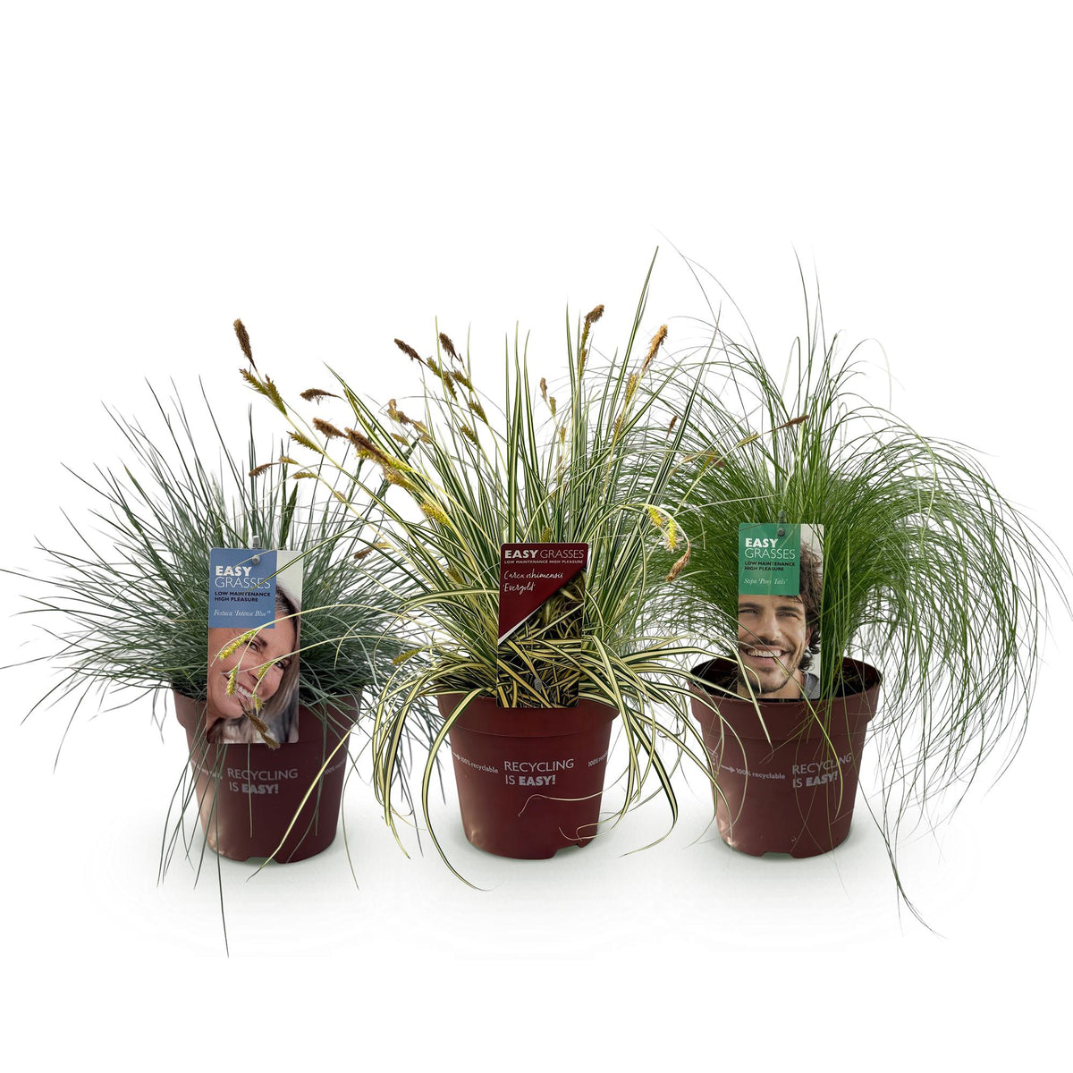GreenboutiQ - Ziergräser - 3 Pflanzen - Blau - Gelb - Grün - Immergrün - Winterhart - Topf 17cm Höhe 50cm 