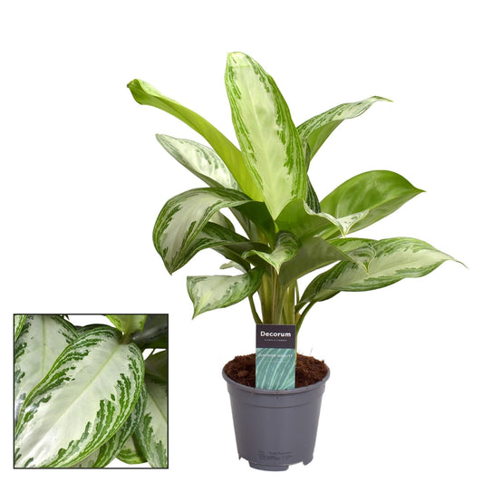Aglaonema Silver Bay (Decorum) - Ø14cm - ↕40cm 