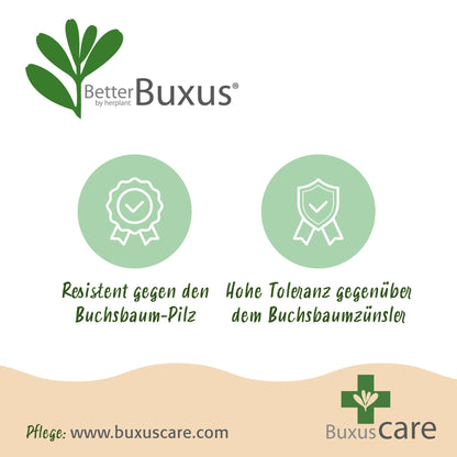 BetterBuxus Babylon Beauty Hecke 7 Pflanzen für 1 Meter 25-30cm 10,5cm widerstandsfähig pflegeleicht für – Ansicht 14