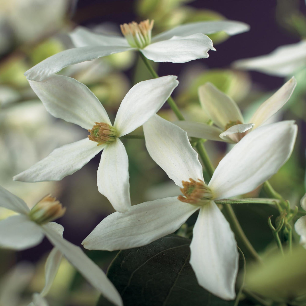 Kletterpflanze – Clematis armandii – Weiße Blüten – Immergrün – Duftend – 11cm – Höhe 40cm – Frühblüher – Pflegeleicht 