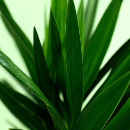 Yucca Elephantipes – 120cm – ø19cm – Pflegeleichte Palmlilie mit schmalen Blättern – Robuste Zimmerpflanze für helle & halbschattige Räume – Elegante Grünpflanze für Wohnzimmer & Büro 