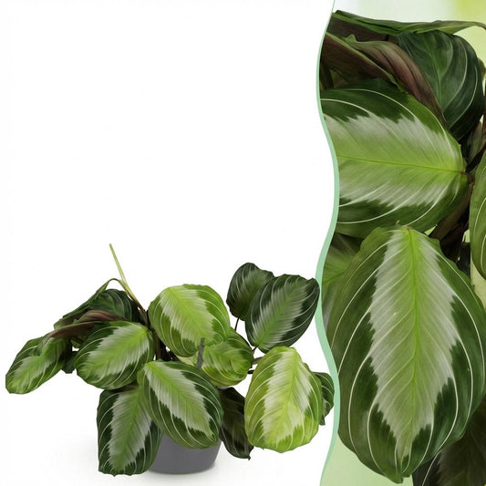 Green boutiQ - Zimmerpflanze - Maranta Fascinator Silverband - Gebetspflanze - Haustierfreundliche Pflanze - Grün - 1 Pflanze - mit Potter Grau - Topf 12cm - Höhe 25cm 