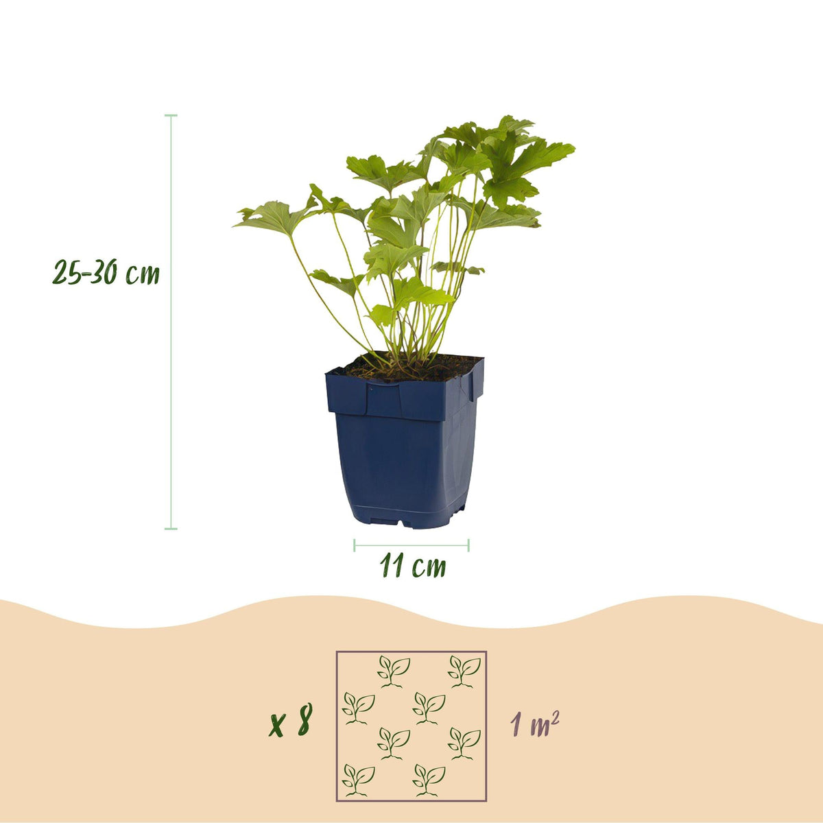 Staudenset – Schatten – 6 schattenverträgliche Stauden – Für 1 m² Beet – Verschiedene Farben – Pflegeleicht – Ideal für halbschattige & schattige Bereiche – Topf Ø11 cm