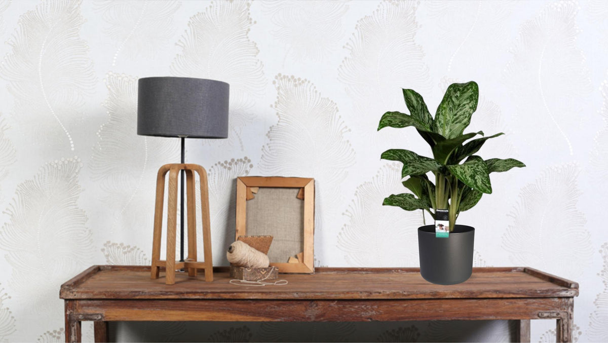 Aglaonema Greenlight – Kolbenfaden – Zimmerpflanze – Ø17cm – Höhe ca. 60cm – Pflegeleicht & luftreinigend – Für Wohnzimmer, Büro & Schlafzimmer 