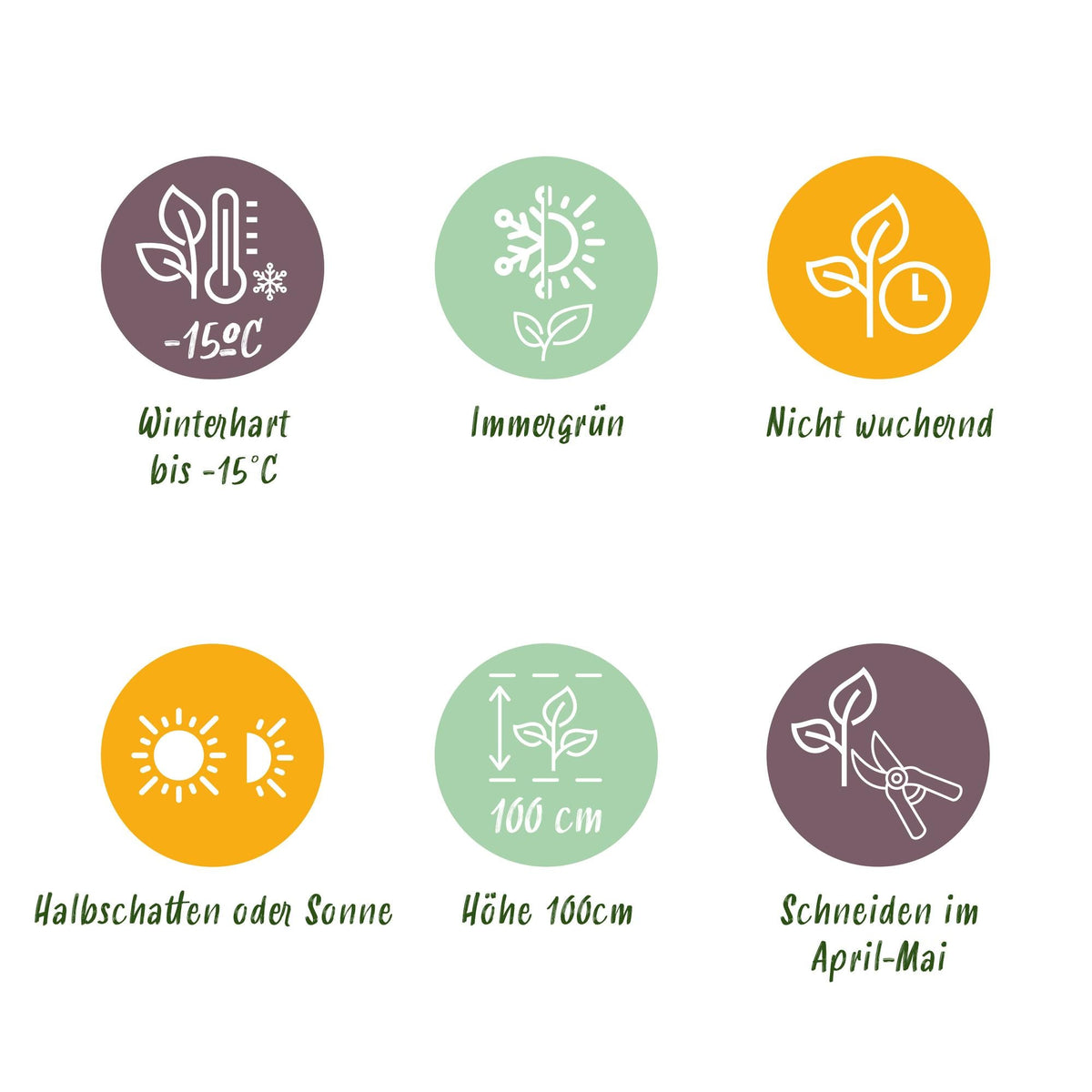 Immergrüner Japanischer Spindelstrauch – Euonymus japonicus 'Green Spire' – 8 Pflanzen für 1 Meter Hecke – Heckenpflanze 9cm – Höhe 20–25cm – Winterhart & Pflegeleicht 