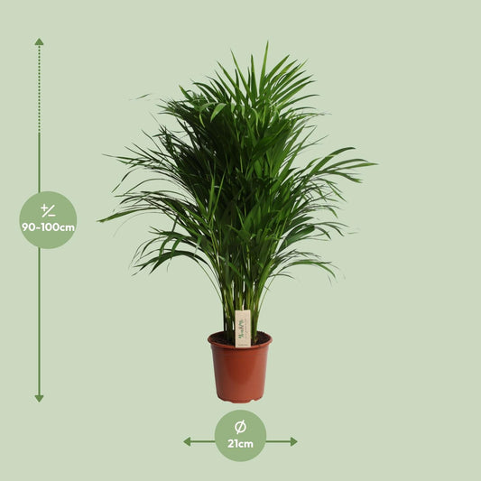 Dypsis Lutescens (Areca) - Ø21cm - ↕100cm 