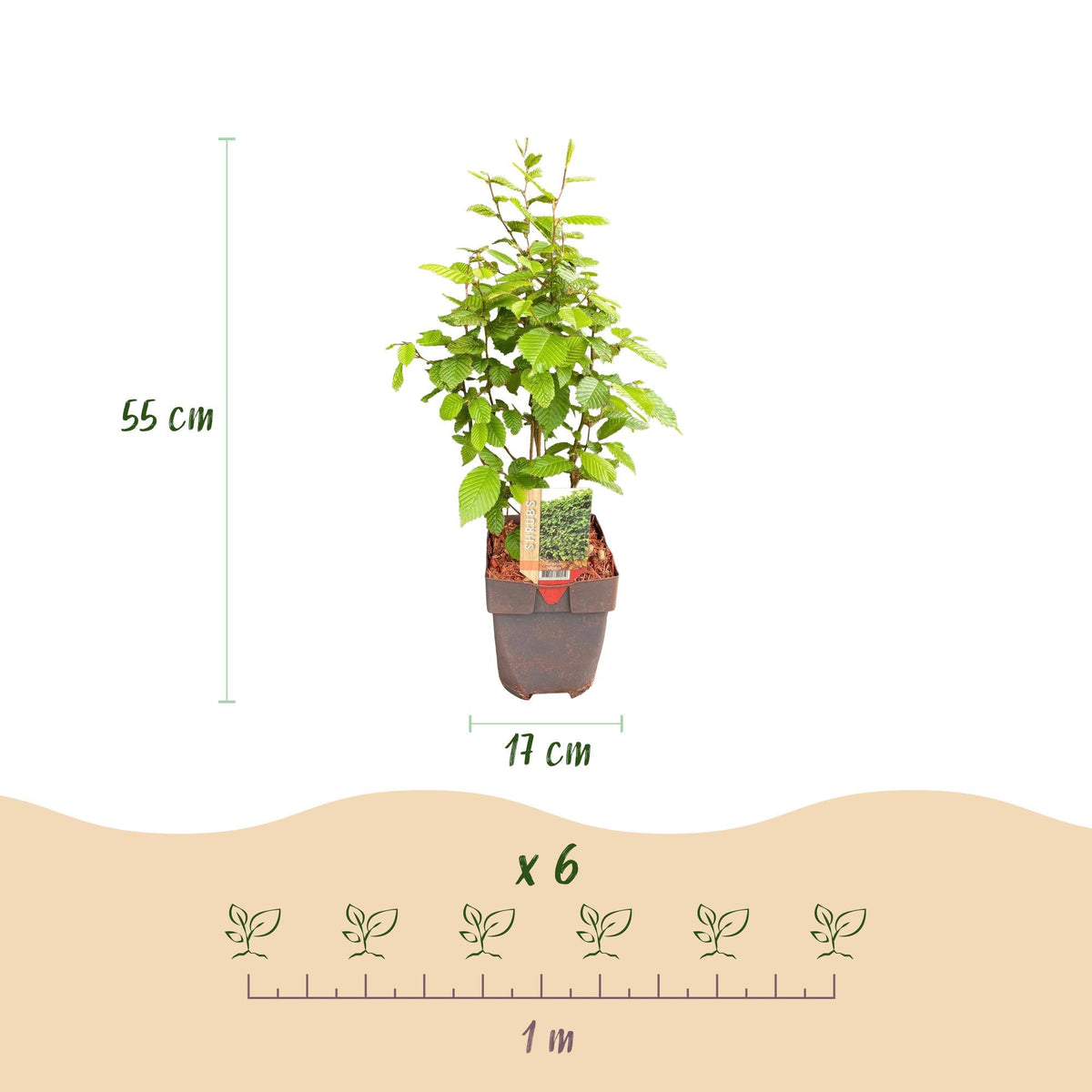 Gemeine Hainbuche Carpinus betulus – Heckenpflanze – 6 Pflanzen – 1 laufender Meter – 17 cm – Höhe 55 cm – Dichtes Laub – Privatsphäre 