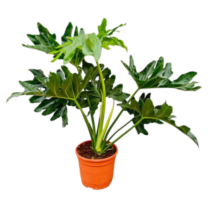 Philodendron Selloum – 60cm – Ø22cm – Tropische Zimmerpflanze mit großen, tief eingeschnittenen Blättern – Pflegeleicht & luftreinigend – Ideal für Wohnzimmer, Büro & moderne Innenräume 