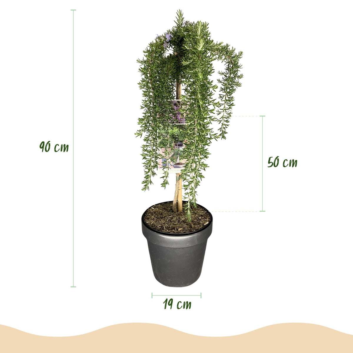 GreenboutiQ - Stamm-Pflanze - Rosmarinus officinalis Prostratus - Terrassenpflanze - Immergrün - Winterhart - Lila Blüte - Topf 19cm Höhe 90cm 