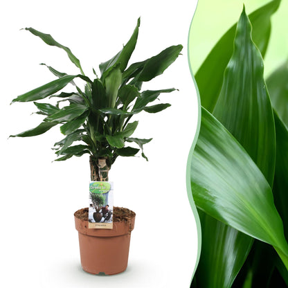 Green boutiQ - Zimmerpflanzen - Dracaena fragrans Steudneri - Drachenbaum - Wenig Pflege - Grün - 1 Pflanze - Topf 17cm - Höhe 50-55cm 