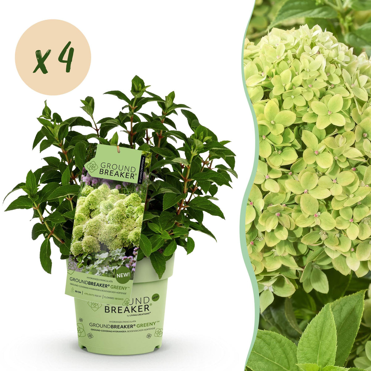 Rispenhortensie Hydrangea paniculata Groundbreaker Greeny 2er Set – frosthart cremeweiß bis grünlich – 14cm Höhe 20-25cm – la