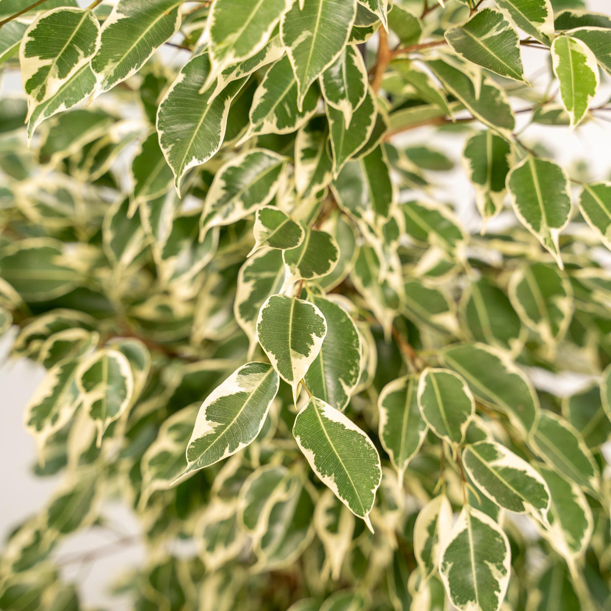 Ficus benjamina Twilight - Ø21cm - ↕95cm + Korb Selin 