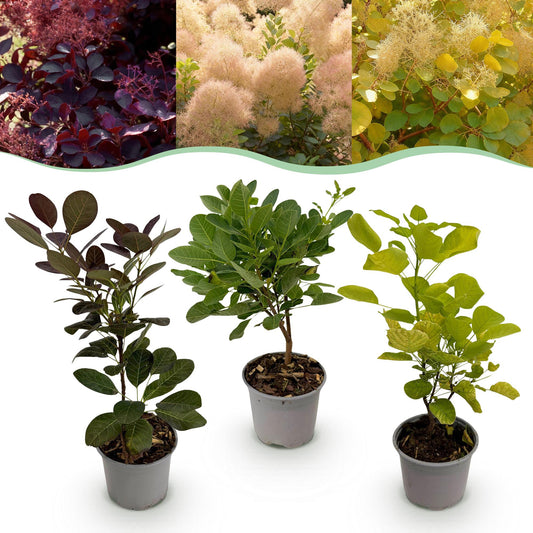GreenboutiQ - Gartenpflanze - Cotinus coggyria Tricolour - Lila-Grün-Gelb - 3 Pflanzen - Laubabwerfend - Wenig Pflege - Topf 12cm Höhe 35cm 