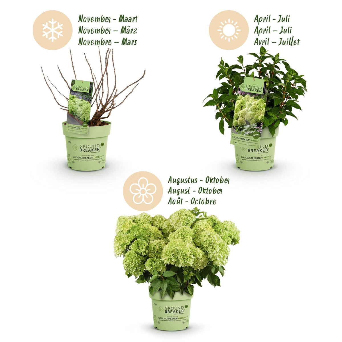 Rispenhortensie Hydrangea paniculata Groundbreaker Greeny 2er Set – frosthart cremeweiß bis grünlich – Ansicht 21